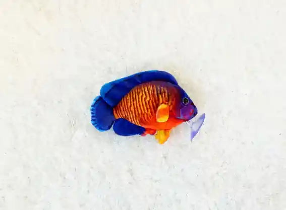 Coral Beauty Plushie - GreenPleco