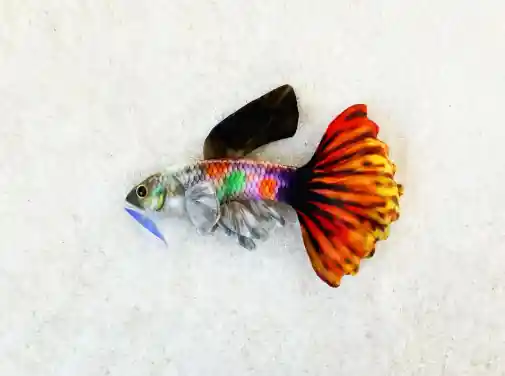 Polychrome Guppy Plushie - GreenPleco