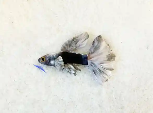 Onyx Mist Guppy Plushie - GreenPleco