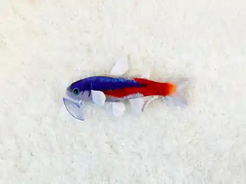 Cardinal Tetra Plushie - GreenPleco