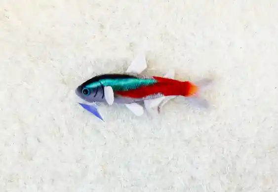 Night Neon Tetra Plushie - GreenPleco