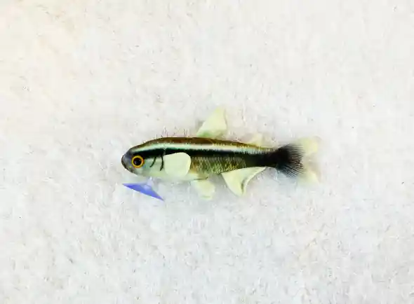 Black Neon Tetra Plushie - GreenPleco