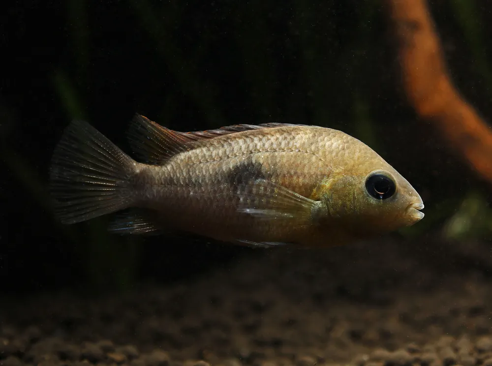 Topaz Cichlid - Cichlid Exchange