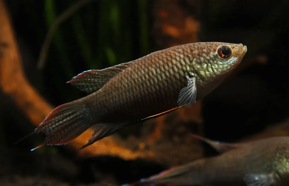 Black Paradise Gourami - Cichlid Exchange