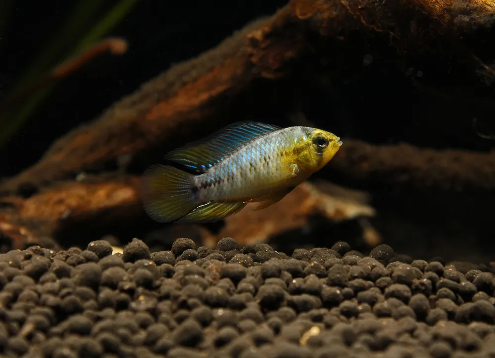 Apistogramma borellii "Blue" - Cichlid Exchange