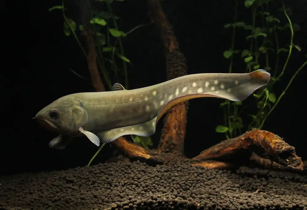 Spotted Knife - Cichlid Exchange
