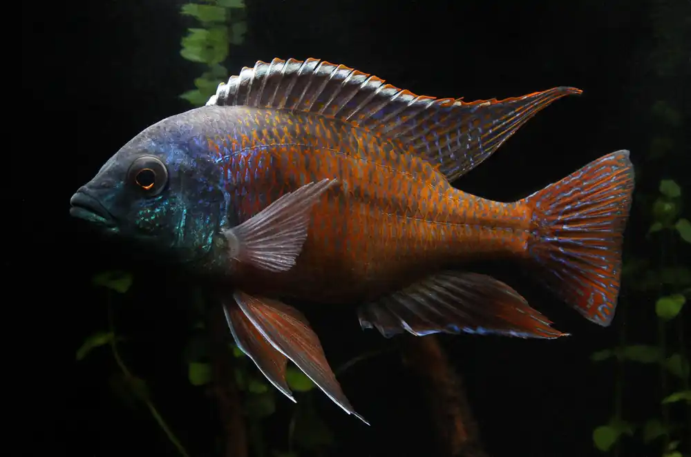 Fire Hap Cichlid Male Large - Rick