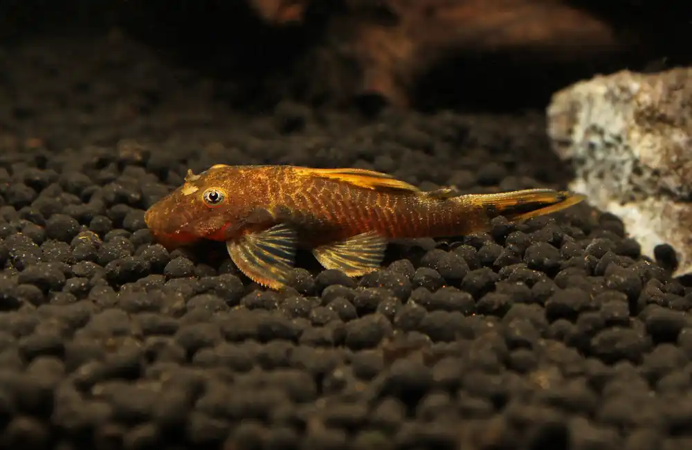 Calico Ancistrus - Mikes