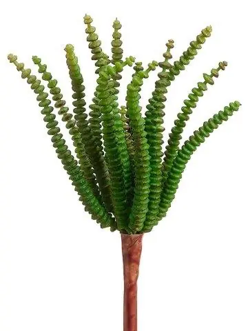7.4" Worm Succulent Pick Green - DFW
