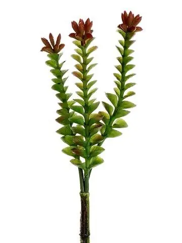 8" Crassula Pick Green Burgundy - DFW