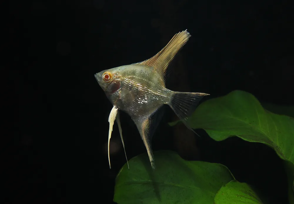 Albino Pearl Scale Angelfish - Cichlid Exchange