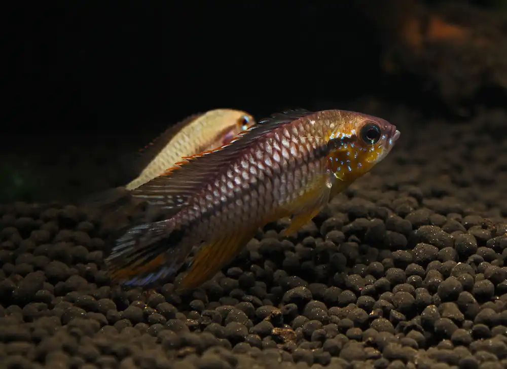 Apistogramma cf. Agassizii Netz "Tefe Blue Pearl" - Cichlid Exchange