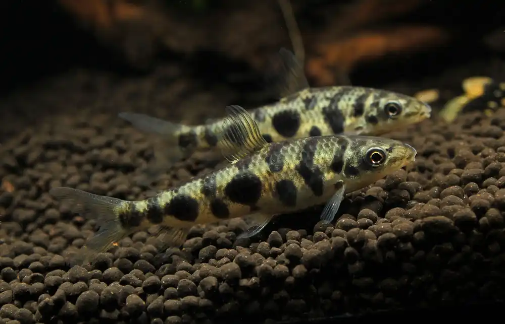 Eight Spotted Leporinus - Cichlid Exchange