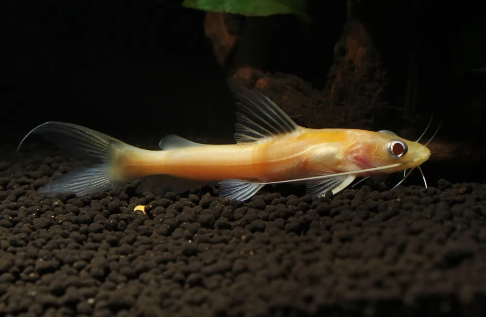 Albino Mystus Catfish - Natural Environment Aquatix
