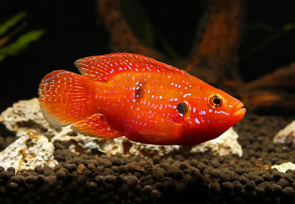 Blood Red Balloon Jewel Cichlid - Emark Tropical Imports