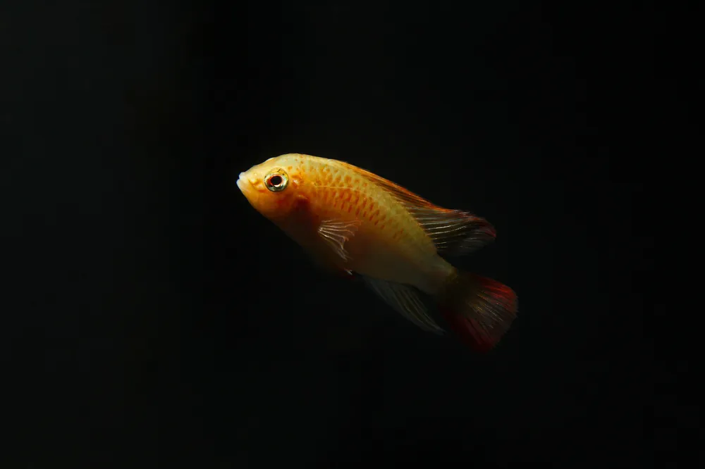 Apistogramma Macmasteri "Red Neck" Gold Form - Emark Tropical Imports