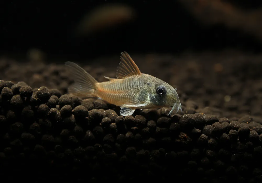 Blue Cory Catfish - Natural Environment Aquatix