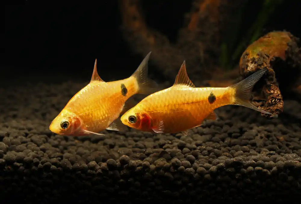 Neon Rosy Barb - 5D Tropical