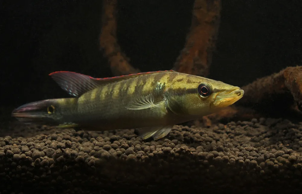 Colombia Pike Cichlid - Natural Environment Aquatix