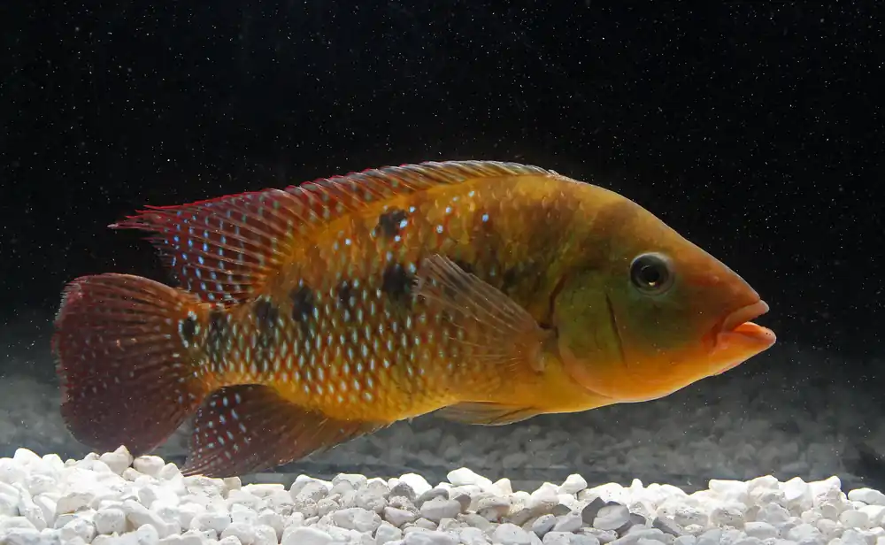 Red Terror Cichlid - Sun Pet