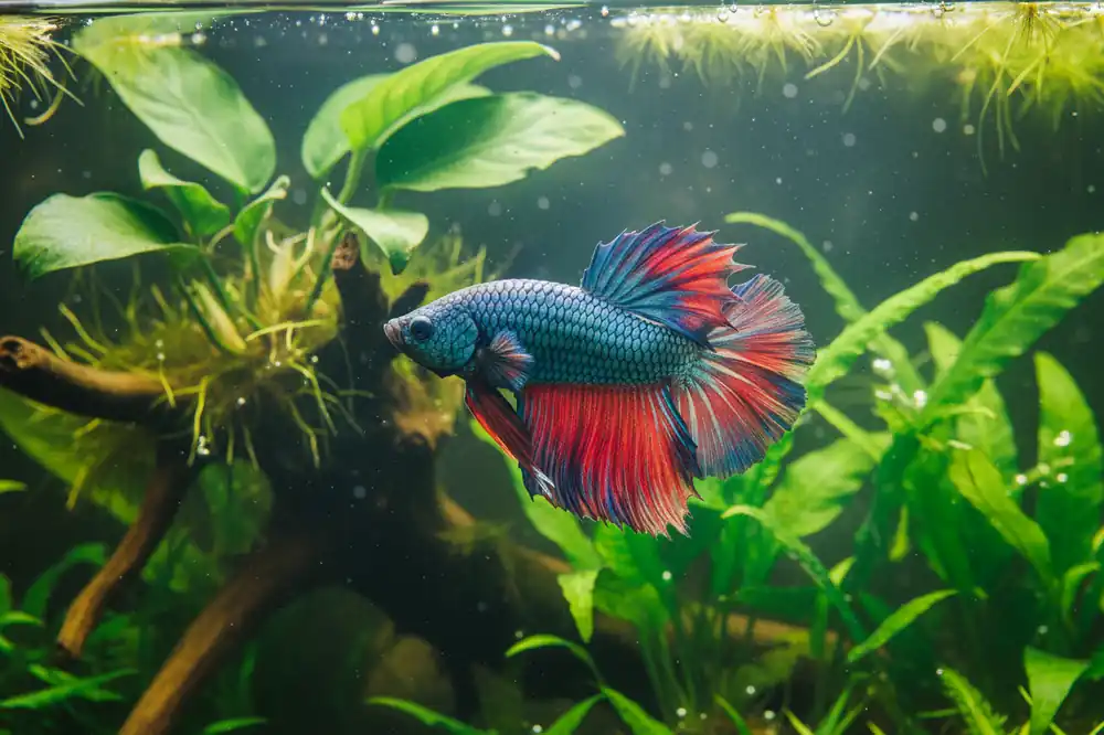 Dragon Scale Male Betta Fish - Cichlid Exchange