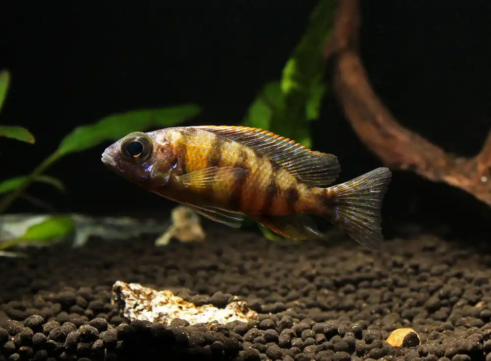 Taiwan Reef Small Cichlid - Quality Gold