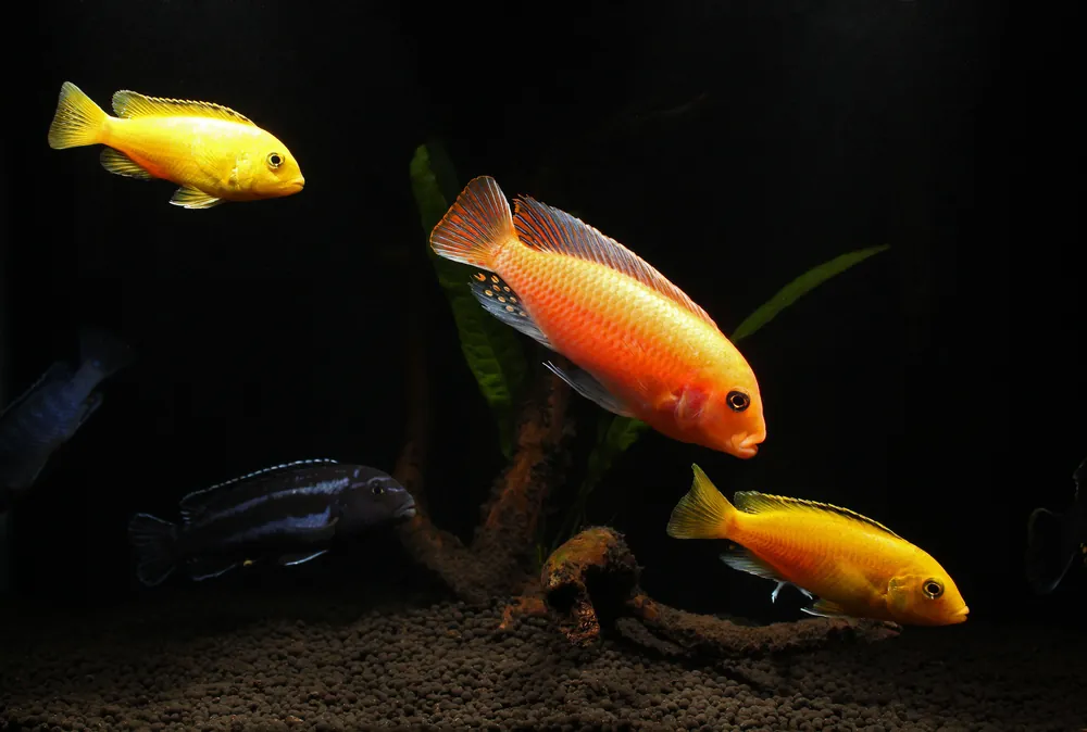 Baby Assorted Mbuna Cichlid - Natural Environment Aquatix