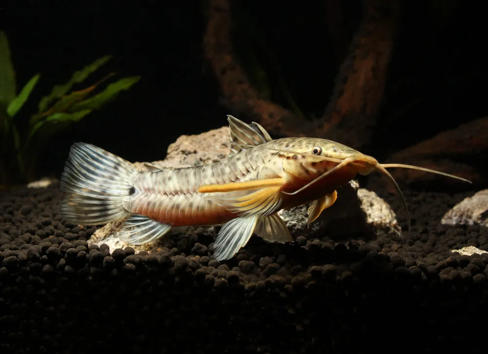 Tail Bar Hoplo Catfish - Cichlid Exchange