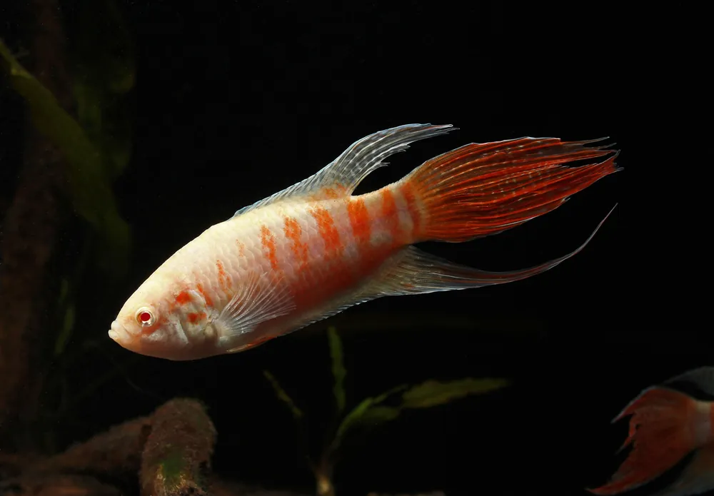 Albino Paradise Gourami - Carolina Aquatics