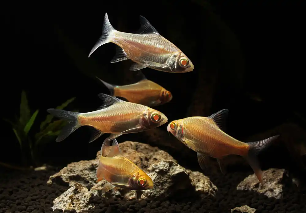 Albino Tinfoil Barb - Carolina Aquatics