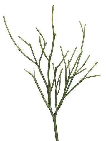23" Pencil Cactus Plant Green - DFW