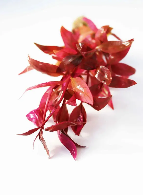 Alternanthera Lilacina - Natural Environment Aquatix