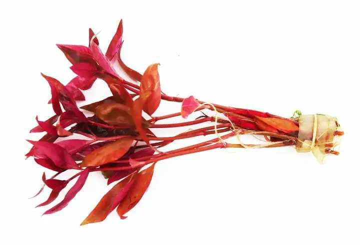 Alternanthera Reineckii "Regular" Premium - Natural Environment Aquatix