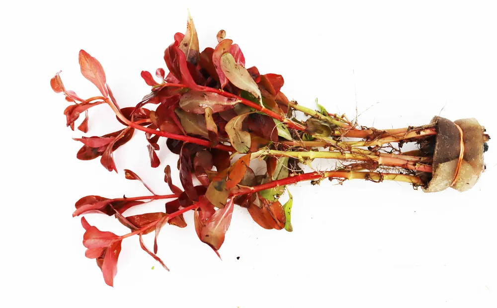 Ammannia gracilis - Natural Environment Aquatix