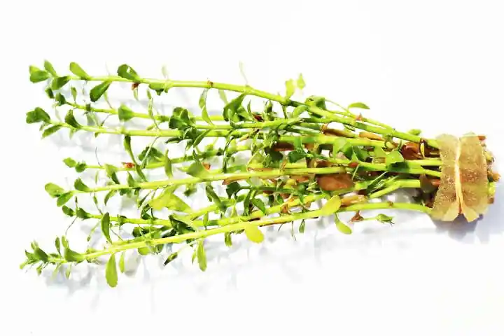 Bacopa Monnieri Aquatic Plant - Emark Tropical Imports