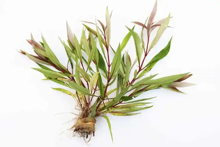 Hygrophila Stricta Premium - Natural Environment Aquatix