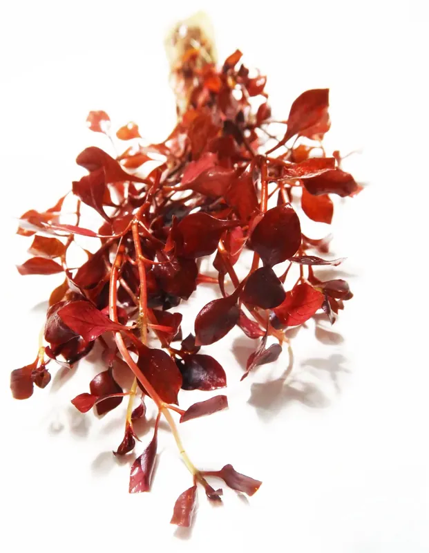 Ludwigia Palustris "Triple Red" - Natural Environment Aquatix