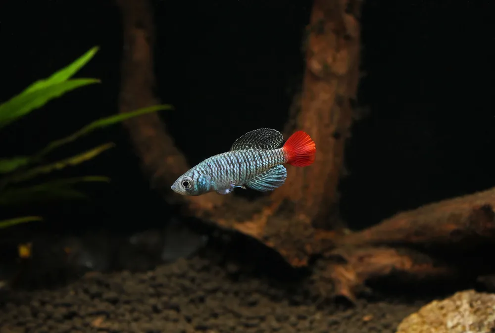 Nothobranchius Patricia "Blue Notho" Killifish Pair - Natural Environment Aquatix