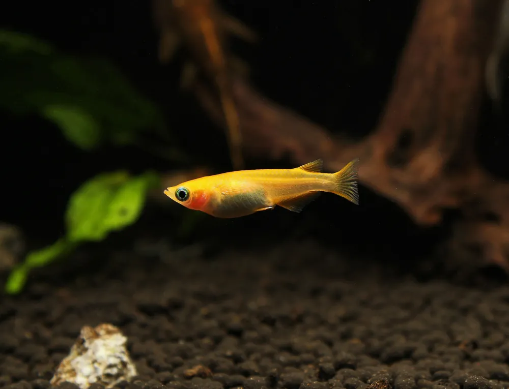 Oryzias Latipes Var. Medaka "Yo Kihi Red" - Natural Environment Aquatix