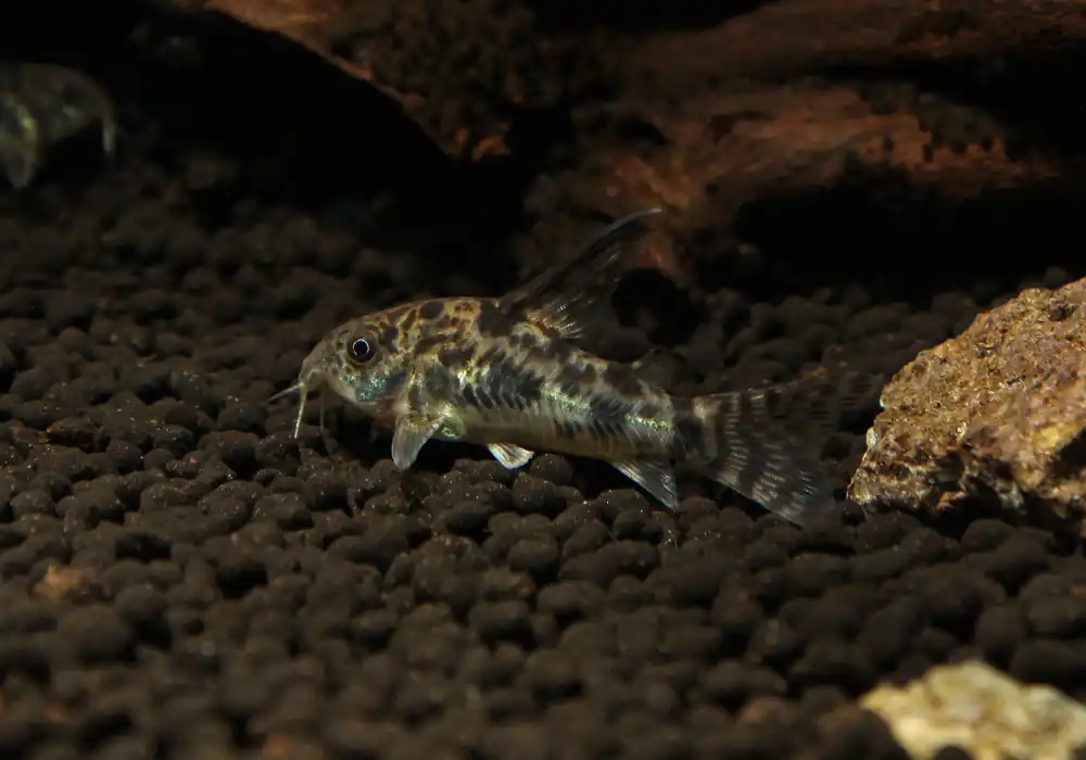 Pepper Corydoras Catfish Longfin - Cichlid Exchange