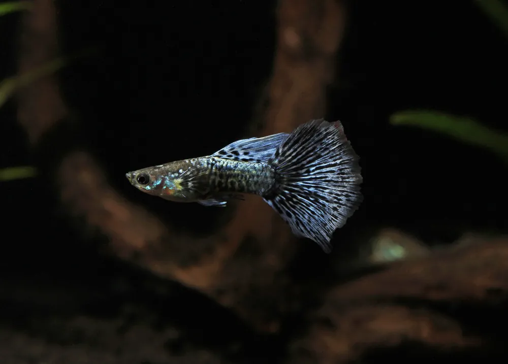 Blue Metal Dragon Guppy - Natural Environment Aquatix