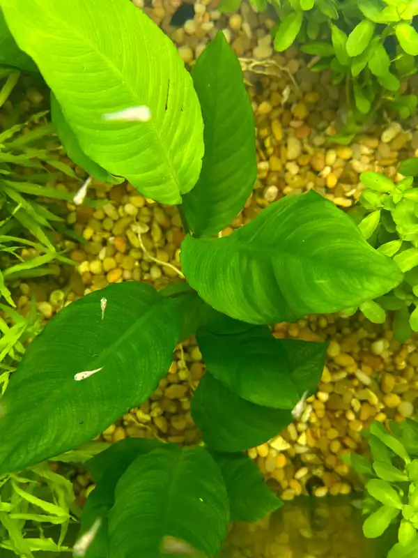 Anubias Heterophylla Plant - Natural Environment Aquatix