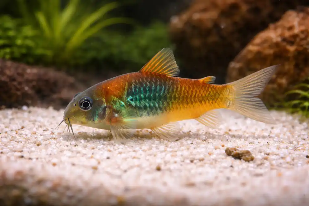 Corydoras Venezuelanus - Natural Environment Aquatix