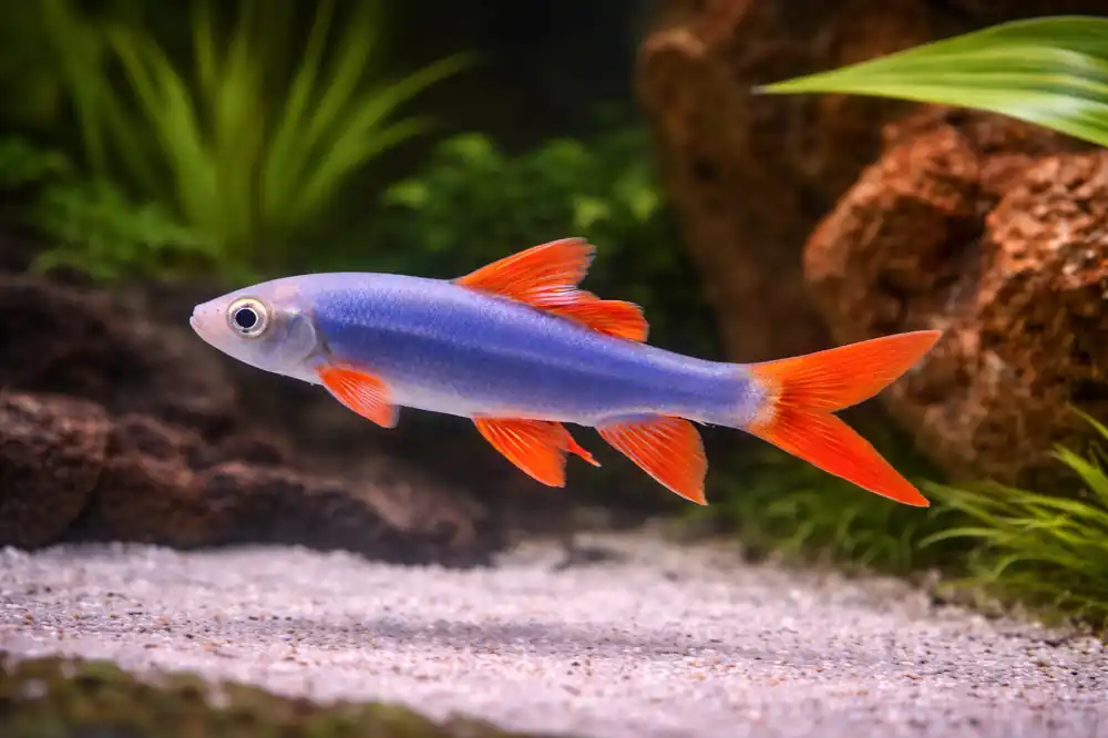 Glofish Rainbow Shark - 5D Tropical