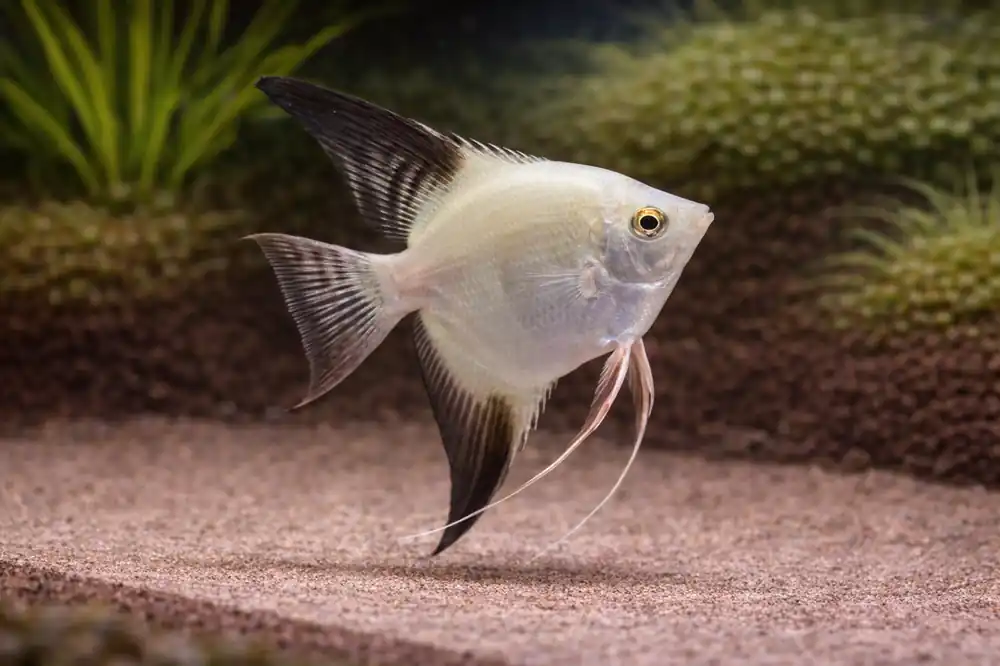 Bulgarian Seal Point Angelfish - Natural Environment Aquatix