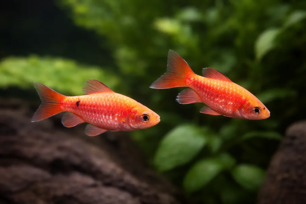Longfin Rosy Barbs - Carolina Aquatics