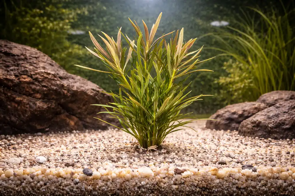 Pogostemon Stellatus Narrow Aquatic Plant - Emark Tropical Imports