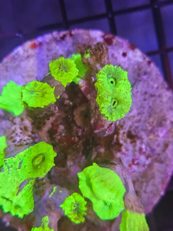 Green Trumpet Snail - Natural Environment Aquatix