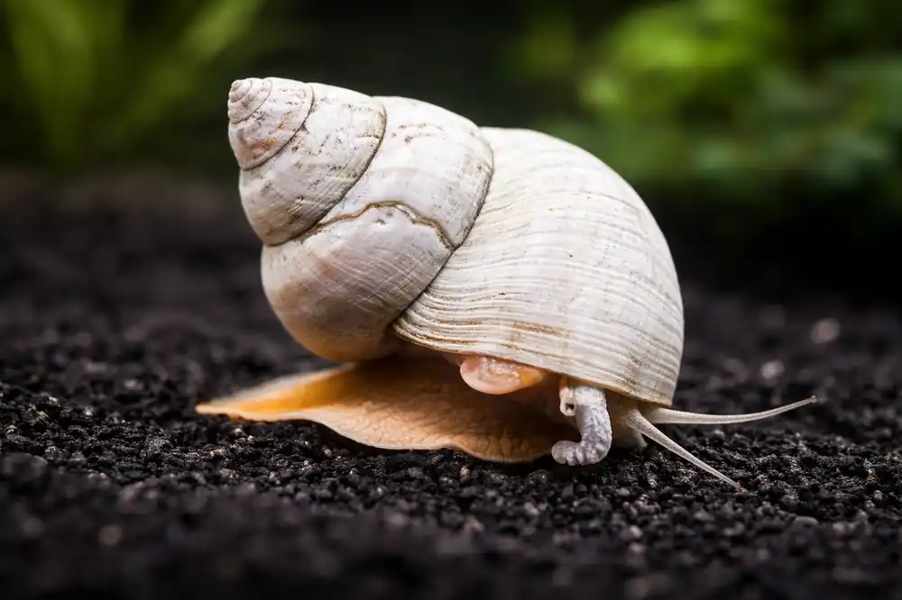 Wizard Snail - Carolina Aquatics