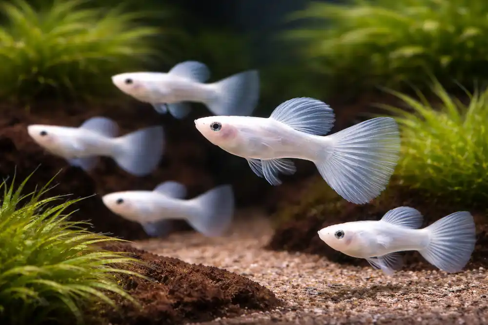 Platinum Guppy - Emark Tropical Imports